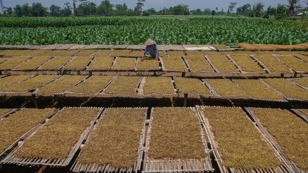 Potret Panen Raya Tembakau di Lumajang, Harga Naik Jadi Rp 65 Ribu/Kg