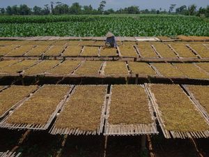 Potret Panen Raya Tembakau di Lumajang, Harga Naik Jadi Rp 65 Ribu/Kg Potret Panen Raya Tembakau di Lumajang, Harga Naik Jadi Rp 65 Ribu/Kg