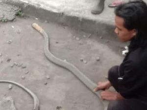 Teror King Cobra Hantui Warga Kalasan Sleman Teror King Cobra Hantui Warga Kalasan Sleman