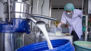 Mengintip Proses Pembuatan Keju Mozarella