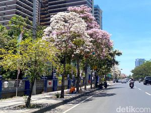 Mengenal Pohon Tabebuya: Cara Menanam dan Manfaatnya Mengenal Pohon Tabebuya: Cara Menanam dan Manfaatnya