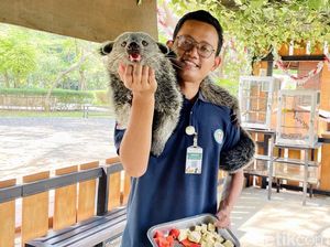 Binturong yang Lucu dan Buah Mangga Kesukaannya Binturong yang Lucu dan Buah Mangga Kesukaannya