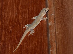 Membunuh Cicak dalam Islam, Ini Hukum dan Kisahnya