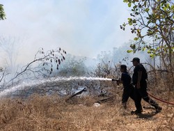 Ratusan Pohon Mangga dan Mete di Karangasem Hangus Terbakar