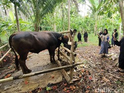 Kondisi Mengenaskan Pria Tewas Diseruduk Sapi Peliharaannya di Polman