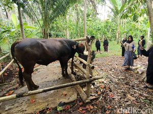 Kondisi Mengenaskan Pria Tewas Diseruduk Sapi Peliharaannya di Polman Kondisi Mengenaskan Pria Tewas Diseruduk Sapi Peliharaannya di Polman