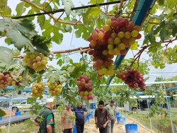 Kisah Sukses Mantan Desainer Grafis yang Kini Jadi Petani Anggur