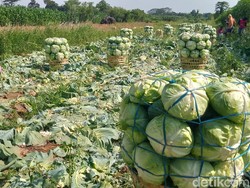 Petani di Klaten Sambat Harga Sayur Anjlok, Tomat Rp 1.000 Per Kg