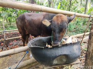 Tragis Pria di Polman Tewas Diseruduk Sapi Peliharaannya