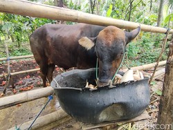 Penampakan Sapi Seruduk Pria Pemiliknya hingga Tewas di Polman