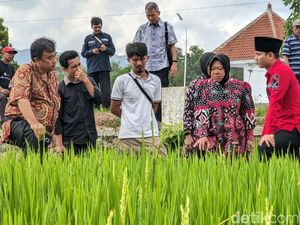 Risma Kagum dengan Demplot Pertanian Regeneratif Hemat Air di Trenggalek
