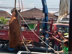 Lari dari Pasar, Sapi 300 Kg Terjebak di Saluran Bawah Jalan Klaten-Boyolali