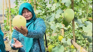 Surga Melon di Tanah Gersang: Warga Gresik Sulap Lahan Tandus Jadi Destinasi Wisata