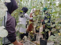Lahan Tidur di Malang Jadi Kebun Melon Hasilkan 5 Kuintal Sekali Panen
