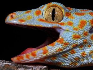 Penyebab, Ciri-ciri dan Cara Mengusir Tokek dari Rumah Penyebab, Ciri-ciri dan Cara Mengusir Tokek dari Rumah