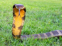 Ciri-ciri Habitat Ular King Cobra, Benarkah Tinggal di Pekarangan Warga?