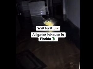 Video Viral Perumahan Warga Diserbu Aligator Setelah Badai Milton