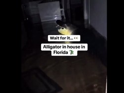 Video Viral Perumahan Warga Diserbu Aligator Setelah Badai Milton