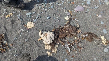 Misteri di Pantai: Gumpalan Emas Laut Terdampar, Benarkah Ambergris?