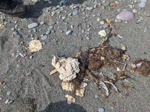 Gumpalan Misterius Terdampar di Pantai Ini, Ambergris? Gumpalan Misterius Terdampar di Pantai Ini, Ambergris?