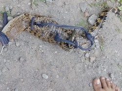 Setrum Ikan di Sungai, Warga Klaten Malah Dapat Buaya