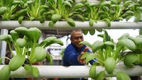 Intip Budi Daya Sayur Hidroponik Beromzet Rp 1,5 Juta/Bulan di Samarinda