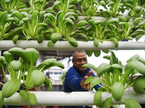 Intip Budi Daya Sayur Hidroponik Beromzet Rp 1,5 Juta/Bulan di Samarinda