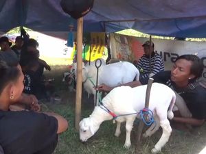 Tradisi Karapan Kambing di Lumajang Jadi Ajang Silaturahmi Peternak Tradisi Karapan Kambing di Lumajang Jadi Ajang Silaturahmi Peternak