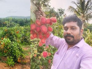 Kisah Sukses Petani Buah Tropis yang Pernah Tak Lulus Sekolah