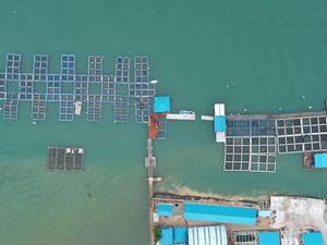 Menyiapkan Komoditas Lobster ke Pasar Global