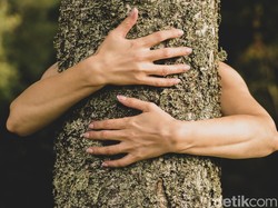 Peluk Pohon Pulihkan Diri