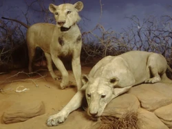 Tragedi Singa Pemangsa Manusia yang Tewaskan 28 Orang