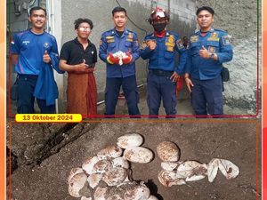 Ada Belasan Telur Ular Kobra di Dapur Warga, Induknya Belum Ketemu Ada Belasan Telur Ular Kobra di Dapur Warga, Induknya Belum Ketemu