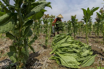 Petani Bojonegoro Makin Perluas Lahan Tembakaunya, Kenapa?