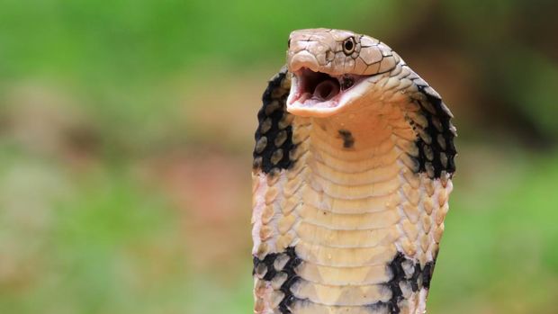 Ular king cobra