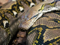 Berapa Lama Ular Piton Akan Makan Lagi Setelah Mencerna Mangsanya?