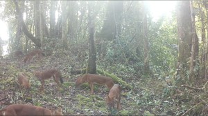 Teror Ajag di Sumedang, Belasan Kambing Kurban Mati