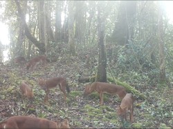 Teror Ajag yang Kembali Hantui Peternak di Pangandaran