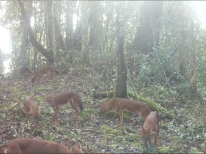 Anjing Super Langka dari Sumatera Tertangkap Kamera di TN Gunung Leuser Anjing Super Langka dari Sumatera Tertangkap Kamera di TN Gunung Leuser