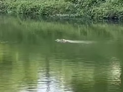 Buaya Muncul di Kanal Batua Raya Makassar Belum Ditangkap, Warga Resah
