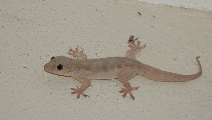 Cicak di rumah