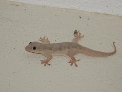 6 Bahaya Cicak di Rumah bagi Kesehatan Kita yang Jarang Disadari