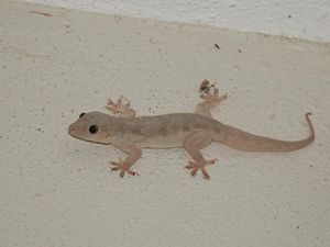 Kenapa Cicak Masuk ke Rumah? Ini Penyebab dan Cara Cegahnya Kenapa Cicak Masuk ke Rumah? Ini Penyebab dan Cara Cegahnya