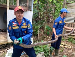 Ngeri! King Kobra 4 Meter Ngumpet di Gudang Rumah Warga Ciamis