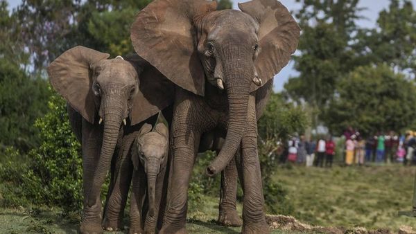 Kenya Relokasi 100 Gajah ke Taman Nasional yang Lebih Luas