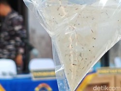 Imbas Moratorium Ekspor, Pemprov NTB Usul Bentuk BLUD Pengiriman Benih Lobster