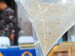 Kronologi Bripka Topan Ditangkap, Bermula dari Penyelundupan 25 Ribu BBL Kronologi Bripka Topan Ditangkap, Bermula dari Penyelundupan 25 Ribu BBL