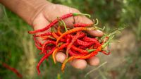 Miris! Potret Petani Panen Cabai Rusak Akibat Cuaca Panas