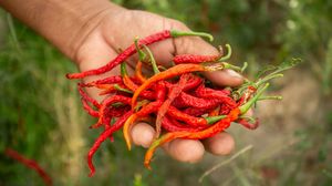 Miris! Potret Petani Panen Cabai Rusak Akibat Cuaca Panas