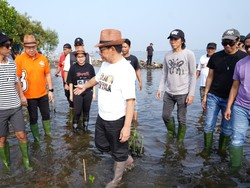 Kampanye Bareng Slank, Pramono Anung Tanam Mangrove di Marunda Jakut